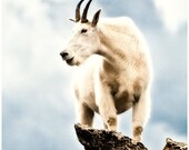 Top Goat 8x10 - Wildlife Photography - Mountain Goat Photo - Colorado Art Print - Nature Photograph - Animal Photography