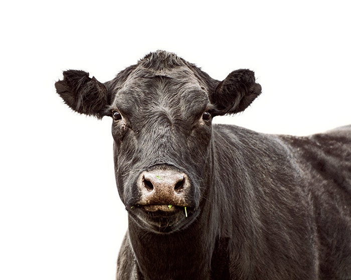 Cow 8x10 - Cow Art Photograph - Animal Photography - Animal Portrait Photo - Farm Art Print - Kids Wall Art - Monochromatic Art