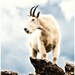 Top Goat 8x10 - Wildlife Photography - Mountain Goat Photo - Colorado Art Print - Nature Photograph - Animal Photography