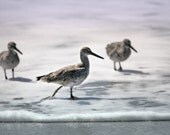 Sandpipers, 6 x 9 Photographic Print, Silver, Grey and White Beach Scene, Ocean Birds, Home Decor