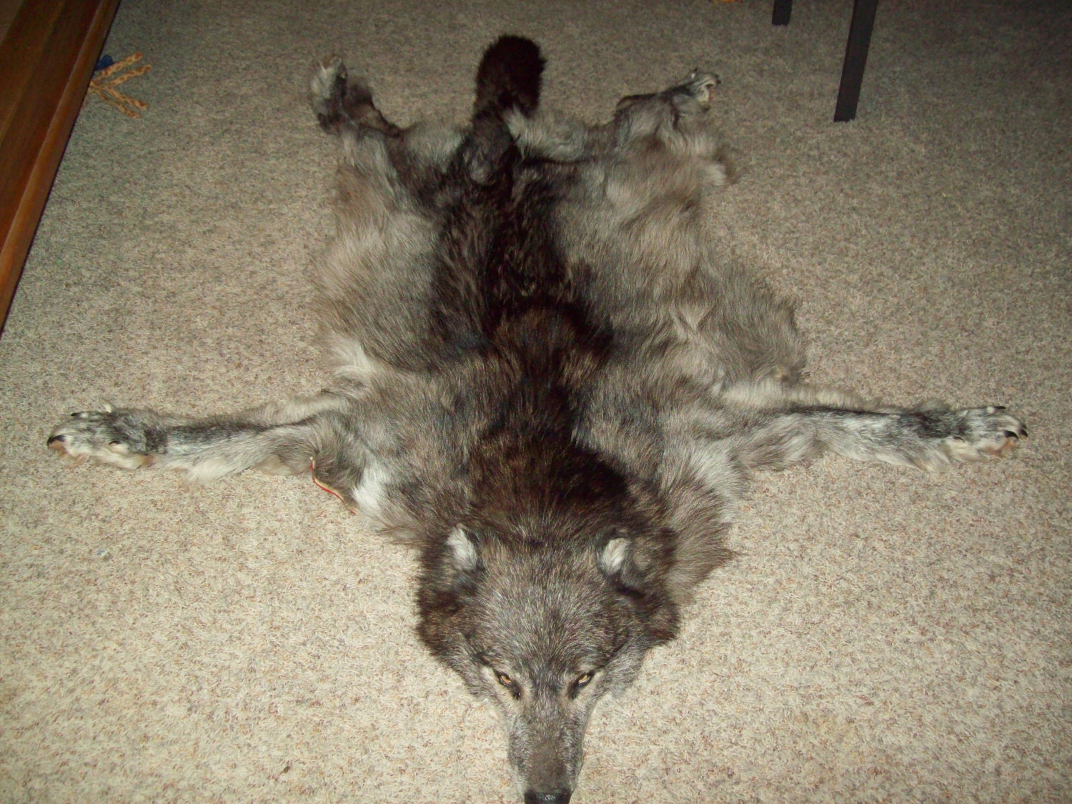 Full Black wolf rug Native American Made