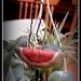 Primitive Watermelon Plant Pokes--Set of 3