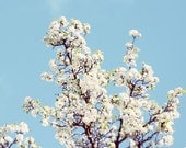 white blossom - 5x7 photo print