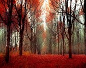 Nature photography, rustic Fathers Day Gift idea, large wall decor, forest, 16x20, orange, Autumn, fairy tale