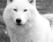 Animal photography, Arctic Wolf, Fathers day, fantasy, Black and white 5x7 nature art, men, dudes
