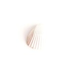 Beach Shell Photography - minimalist modern wall decor - for a spa - clamshell ivory bone white -  5x5