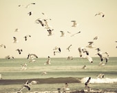 Beach Photography - beige summer decor - pale ombre nature art - birds sea beach tropical wall art - 8x12 photograph