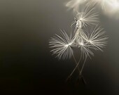 Dandelion Photography, black and white,Summer, Minimalist, ombre, wall decor, Faith Manages 8x8
