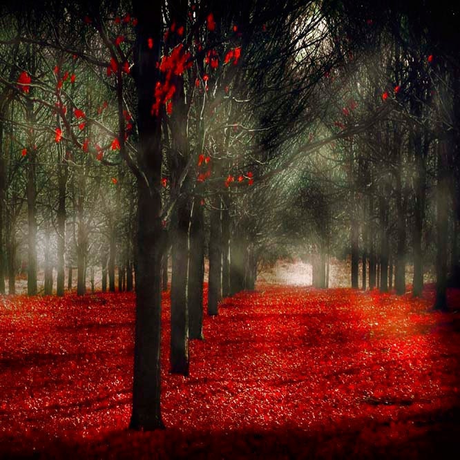 Gothic Dark Forest Photography, Fairy tale, Fantasy wall decor, dark red leaves, black, fog, mist  8x8