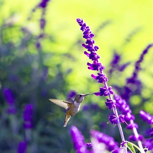 Hummingbird photograph - fresh spring - violet purple lime green - fine art photography print - bright chartreuse bird floral print - Raceytay