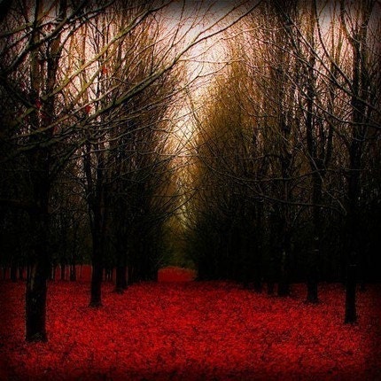 Fiery Autumn - fine art nature photography print (8x8 Metallic) BOGO SALE and IN STOCK