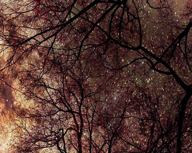Nature Photography, Trees in Summer sky, rich brown and oxblood, burgundy, copper, Father's Day, for him, woodland