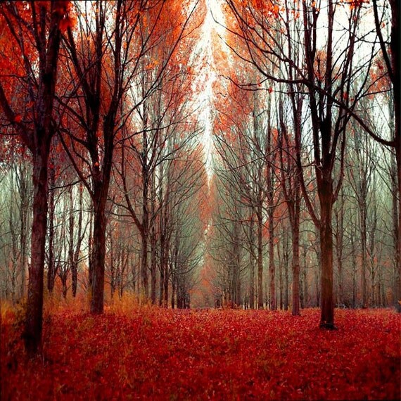 Nature Photography, woodland, Fairy Tale, rustic, cabin decor, orange Leaves, Canadian Forest, 12x12