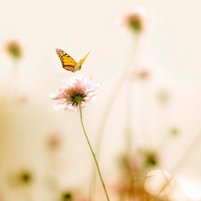 Monarch Butterfly, Nursery wall art, Garden, Summer, 8x8 nature photograph, pink, yellow, sunny