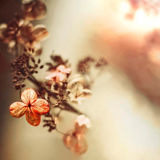 Pastel peach and orange summer flower photography, shabby chic, Hydrangea, terracotta, nature photography, 8x8