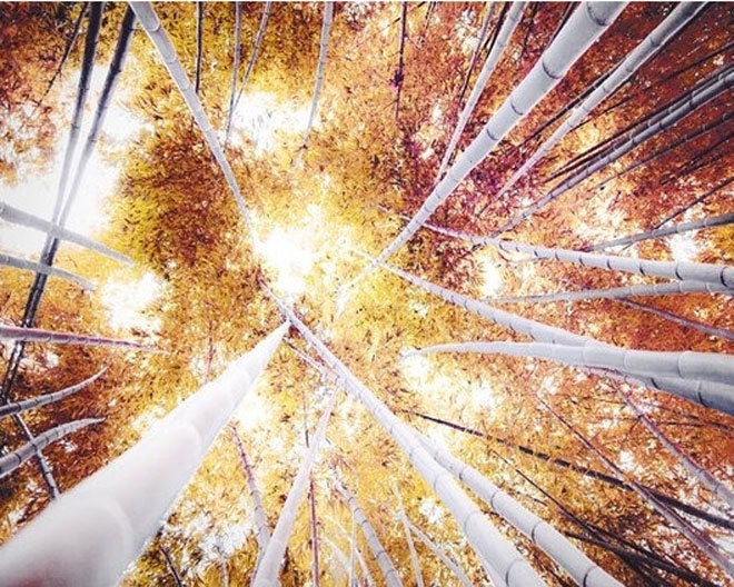 Tree photography, rustic, Summer, gold wall decor, bamboo forest, nature, white, stripes, yellow 8x10