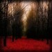 Fiery Autumn - fine art nature photography print (8x8 Metallic) BOGO SALE and IN STOCK