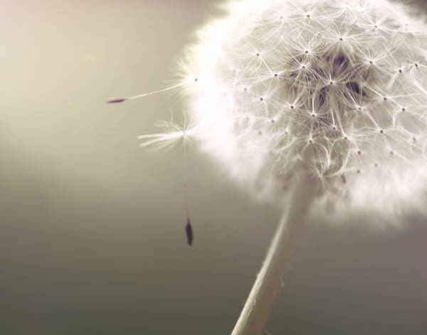 Dandelion Photography, Summer, garden, wall art, ombre, neutral decor in soft silver, beige, gray gold 8x8
