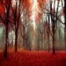 Nature Photography, woodland, Fairy Tale, rustic, cabin decor, orange Leaves, Canadian Forest, 12x12