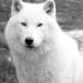 Animal photography, Arctic Wolf, Fathers day, fantasy, Black and white 5x7 nature art, men, dudes