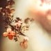 Pastel peach and orange summer flower photography, shabby chic, Hydrangea, terracotta, nature photography, 8x8