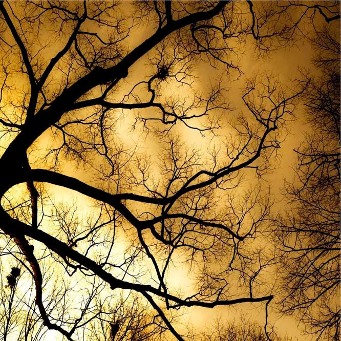 Tree photography, black, gold, wall decor, Fathers Day, autumn, nature, topaz, ombre, gothic, night,  8x8 print