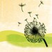 Dandelion Fluff (8x10 matted print)