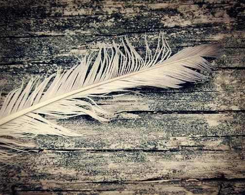 Feather Photograph rustic simple wood bird nature avian black and white sepia - FirstLightPhoto