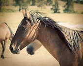 Horse Photograph - Wild Mustang, Brown - Free To Roam