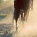 Horseback Riding Photograph country brown horse riding sunset summer 8x10