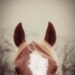 Horse Photograph  horse barn equine brown white portrait ears