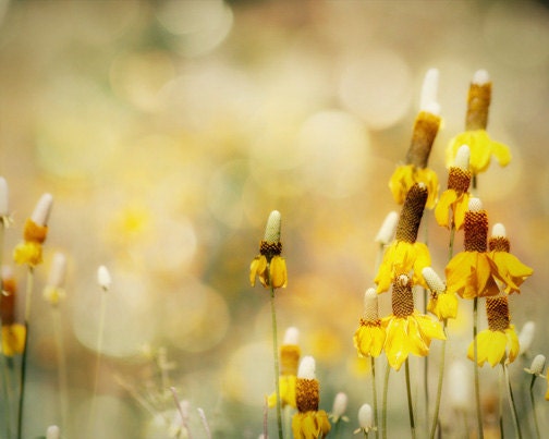Yellow Prairie Flower Photography - wild flowers, South Dakota, green, bokeh, 8x10