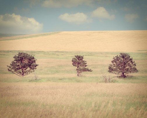 Prairie Field Landscape Photograph hay golden south dakota blue sky