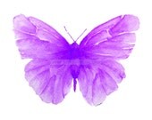 violet butterfly watercolor archival print by Carol Sapp