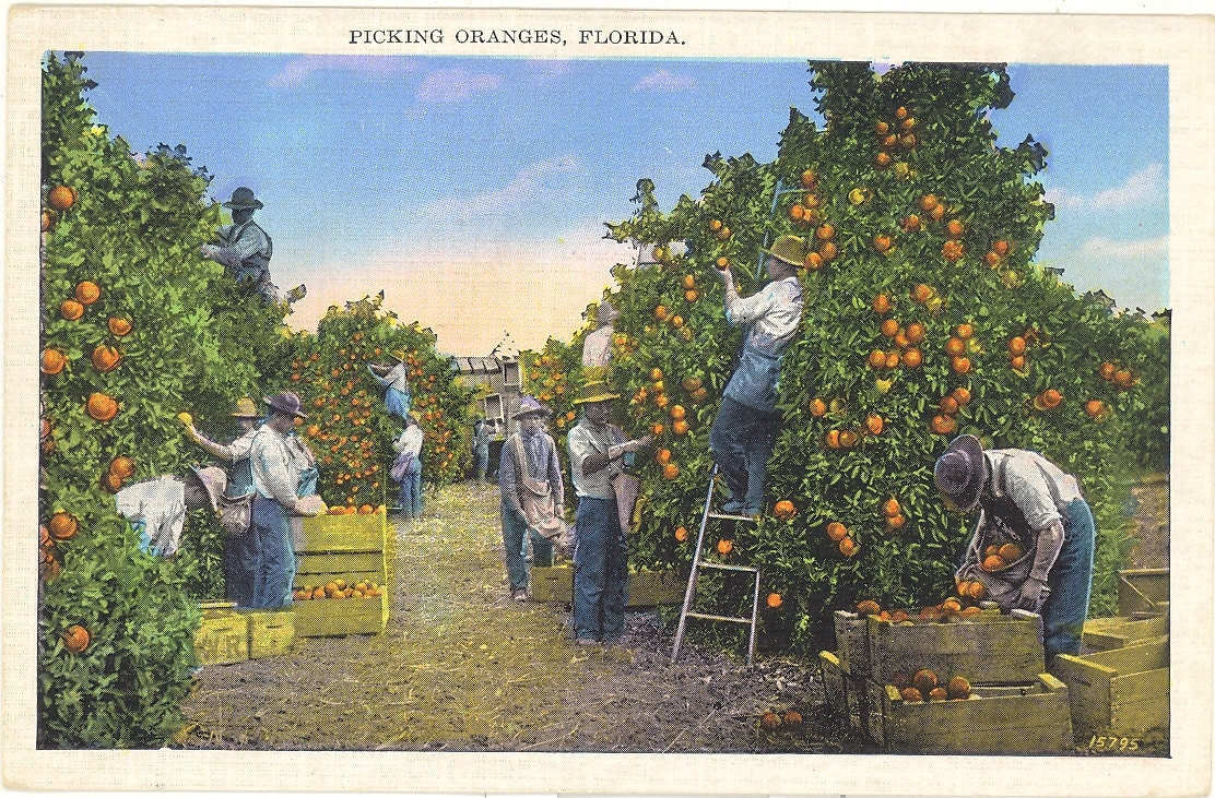 Vintage Florida Postcard Picking Oranges by savannahsmiles4u