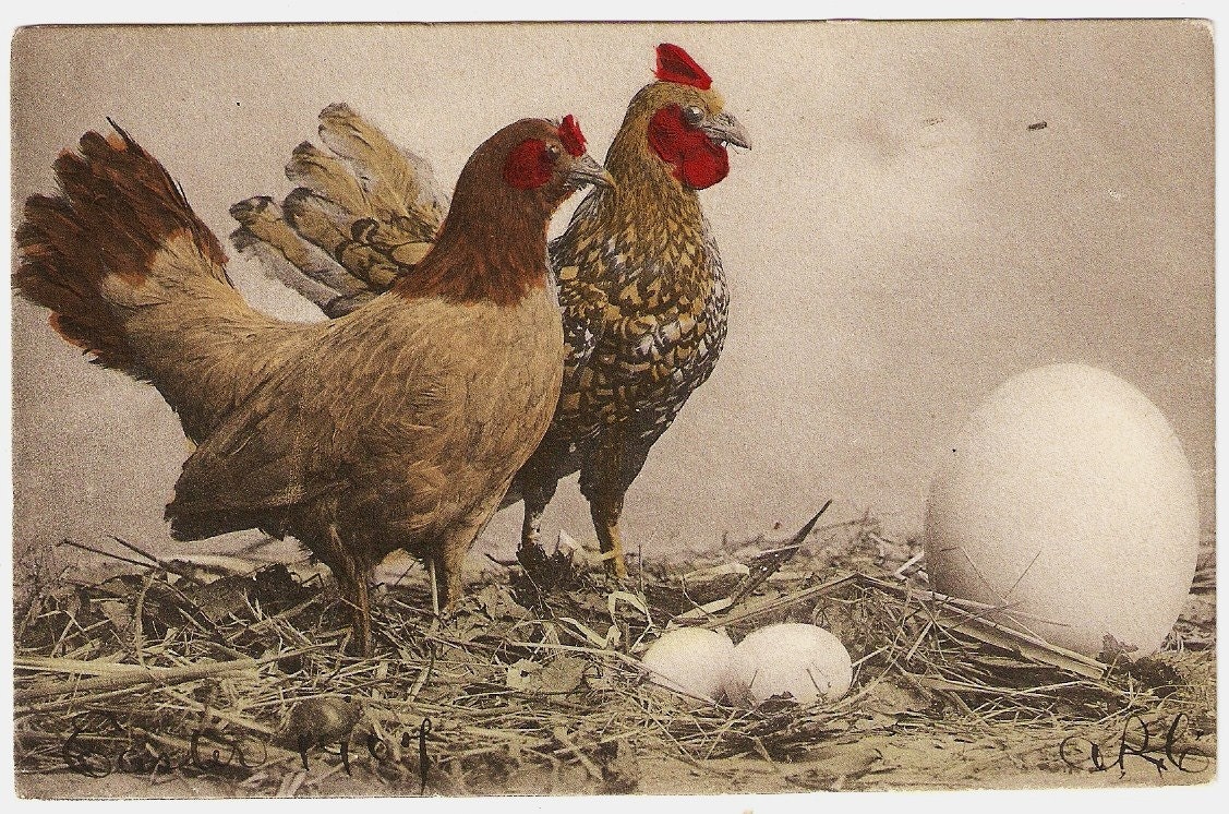 Hen And Rooster With Strange Egg Child 1907 Vintage Picture Postcard