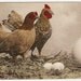Hen And Rooster With Strange Egg Child 1907 Vintage Picture Postcard