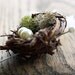 LOVE NEST BOUTONNIERE . Bird nest, moss, feather and pearl boutonniere