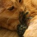 Jute Bomb Trio - Three-pack of Natural Jute Cat Toys