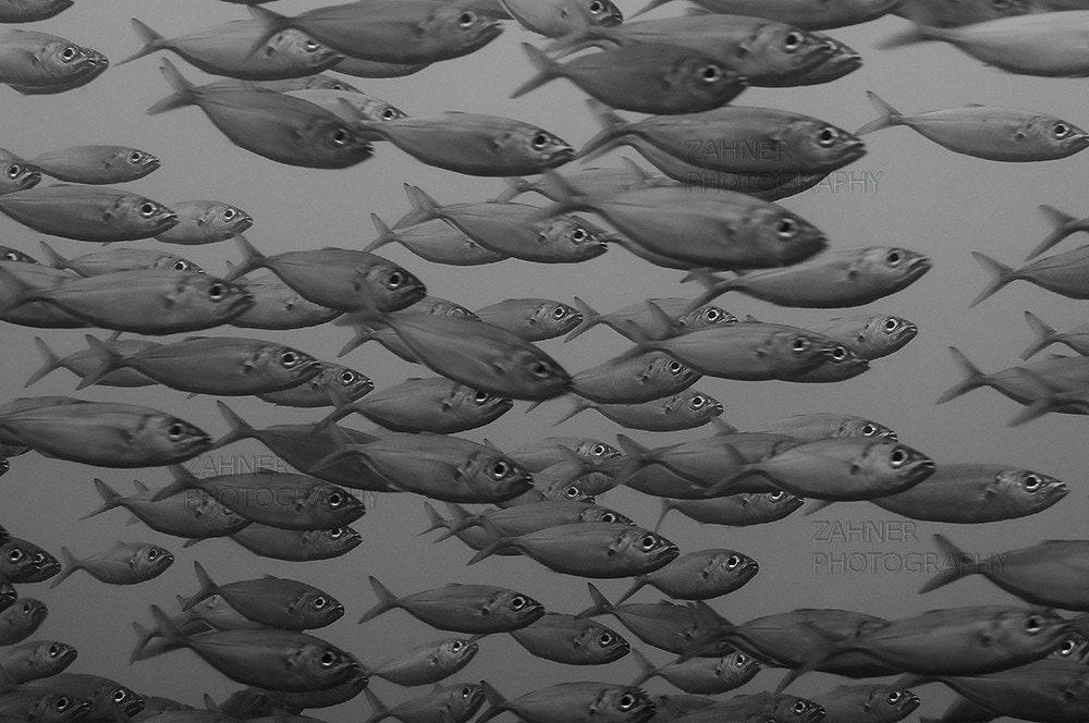 Fish Art Black and White Photography Nautical Home Decor Photo 8x12 Underwater Photograph Masculine Decor