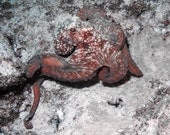 Octopus Art Nautical Decor 8x10 Underwater Photography Print