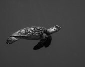 Sea Turtle Art Black and White Home Decor Underwater Photograph Nautical Decor 8x12