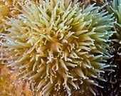 Coral Starburst Modern Nautical Home Decor Underwater Photograph Print 4x6