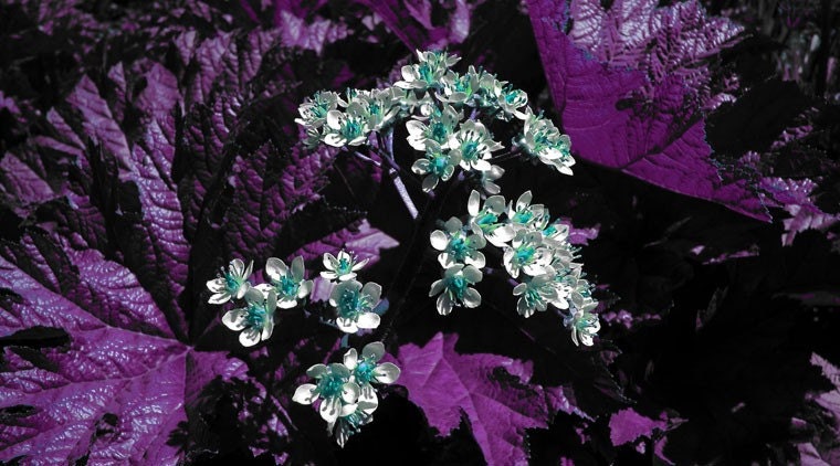 Deep Purple Woodland  9 x 5 print