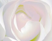 Pearl Rose 5 x 5 print