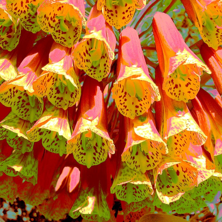 Fiesta Bomaria 5 x 5 print