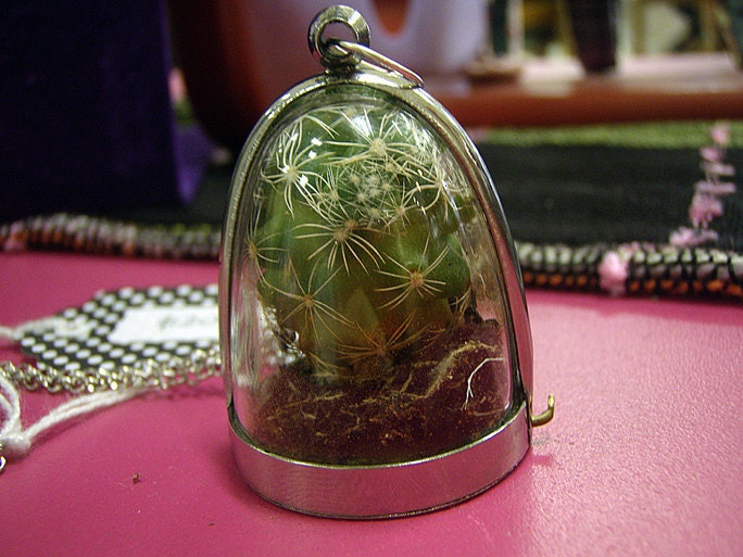 Mini Cactus Terrarium