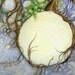 Fantasy Fine Art Print - 5x7 - The Butterfly Tree - whimsical, secret garden, nature, green, paradise