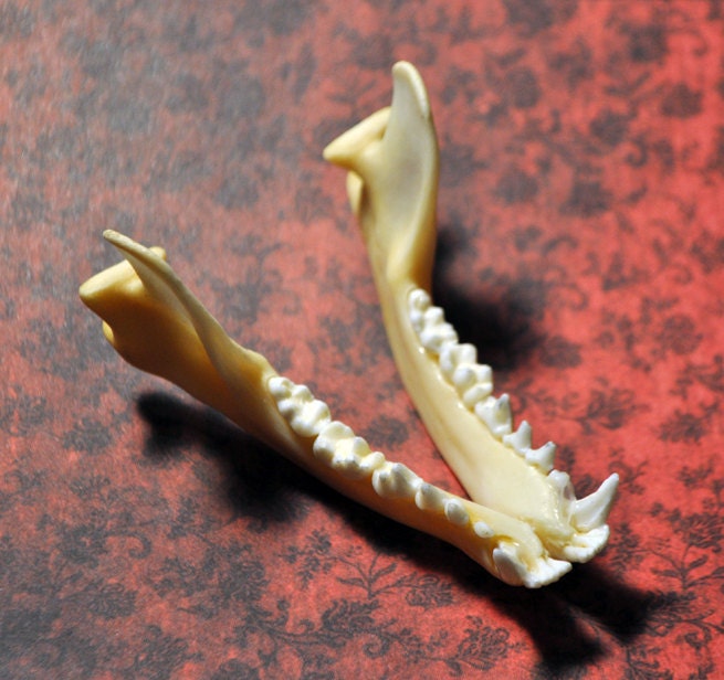 Real Beautiful Raccoon Jaw Bone by SkyBlaze on Etsy