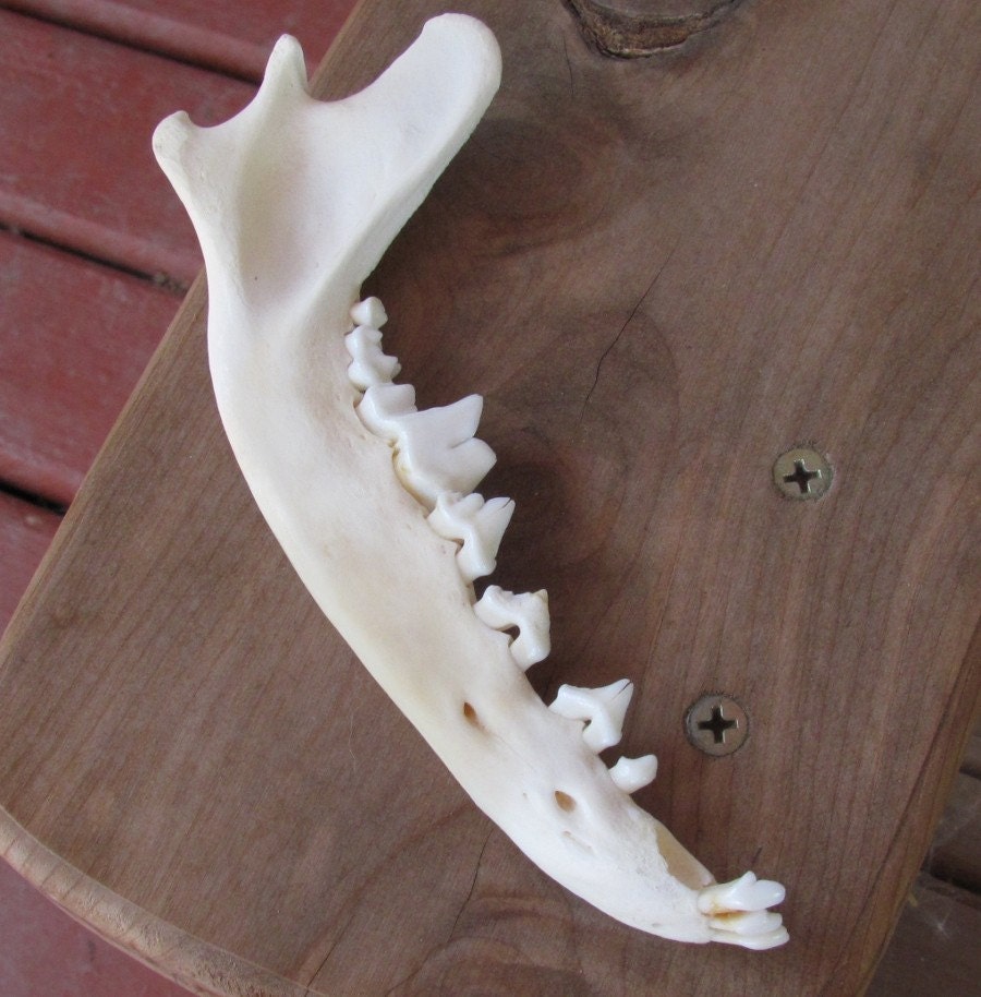 Real Coyote Jaw Bone Discount by SkyBlaze on Etsy